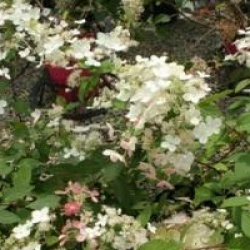 Hydrangea paniculata 'Angel's Blush'