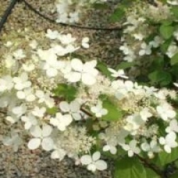 Hydrangea paniculata 'Angel's Blush'