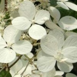 Hydrangea paniculata 'Angel's Blush'