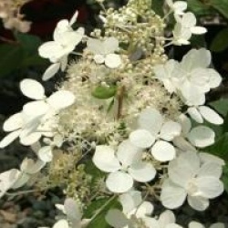 Hydrangea paniculata 'Angel's Blush'
