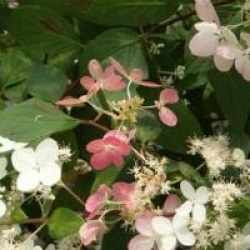 Hydrangea paniculata 'Angel's Blush'