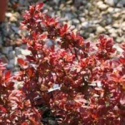 Berberis thunbergii f. atropurpurea 'Admiration' cov