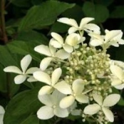  Hydrangea paniculata Great Star � 'Le Vasterival' cov 