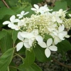  Hydrangea paniculata Great Star � 'Le Vasterival' cov 