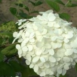 Hydrangea paniculata 'Limelight'