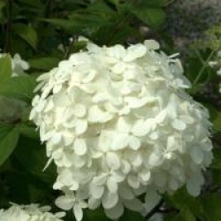 Hydrangea paniculata 'Limelight'