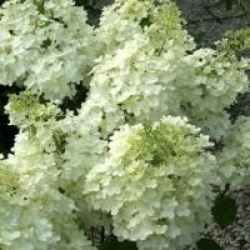 Hydrangea paniculata 'Magical Moonlight'