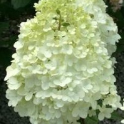 Hydrangea paniculata 'Magical Moonlight'
