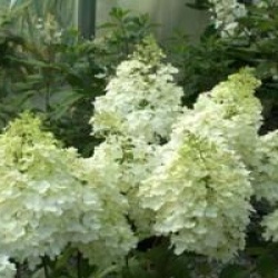 Hydrangea paniculata 'Magical Moonlight'