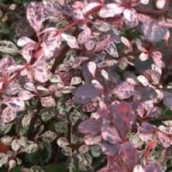 Berberis thunbergii f. atropurpurea 'Harlequin'