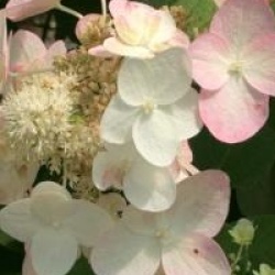 Hydrangea paniculata 'Mega Mindy'