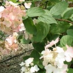 Hydrangea paniculata 'Mega Mindy'