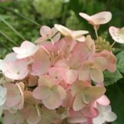 Hydrangea paniculata 'Mega Mindy'