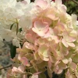 Hydrangea paniculata Sundae Fraise � 'Rensum' cov 