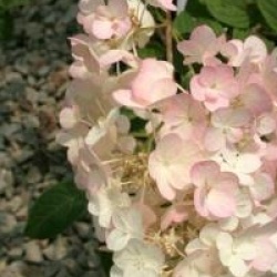 Hydrangea paniculata Sundae Fraise � 'Rensum' cov 