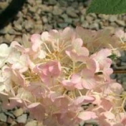 Hydrangea paniculata Sundae Fraise � 'Rensum' cov 