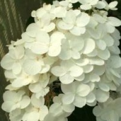 Hydrangea paniculata 'Tardiva'