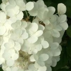 Hydrangea paniculata 'Tardiva'