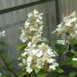 Hydrangea paniculata 'Unique'