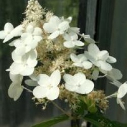 Hydrangea paniculata 'Unique'