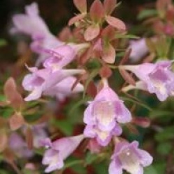 Abelia longituba  - Ab�lia longituba