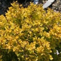 Berberis thunbergii 'Bonanza Gold'