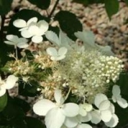 Hydrangea paniculata 'White Lady'