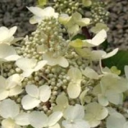 Hydrangea paniculata 'Wim's Red' - Hortensia � panicule Wim's Red