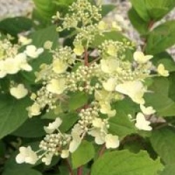 Hydrangea paniculata 'Wim's Red'