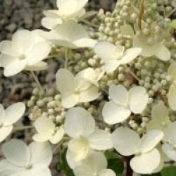 Hydrangea paniculata 'Wim's Red'