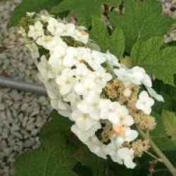 Hydrangea quercifolia 'Applause'