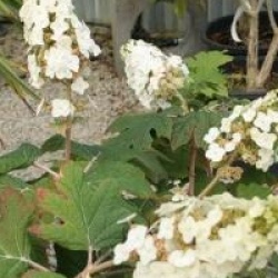 Hydrangea quercifolia 'Applause'