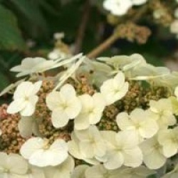 Hydrangea quercifolia 'Applause'