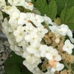 Hydrangea quercifolia 'Applause' - Hortensia � feuilles de ch�ne Applause