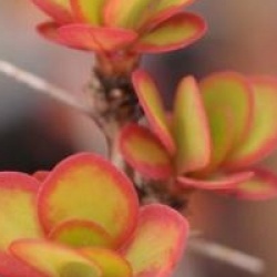 Berberis thunbergii 'Diabolicum'