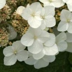 Hydrangea quercifolia 'Applause'