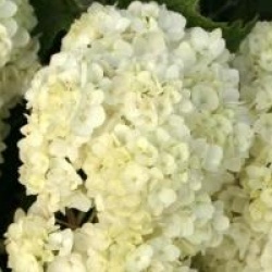 Hydrangea quercifolia Snow Queen � 'Flemygea' 