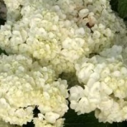 Hydrangea quercifolia Snow Queen � 'Flemygea' 