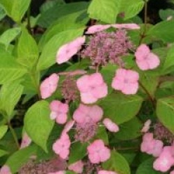 Hydrangea serrata 'Klaveren'