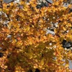 Berberis thunbergii 'Diabolicum'