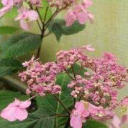 Hydrangea serrata 'Maiko'