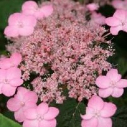 Hortensia � fleurs plates Mont-aso