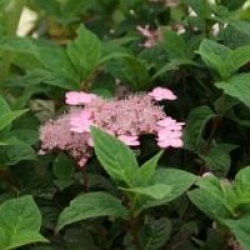 Hydrangea serrata 'Mont-aso'