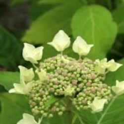 Hydrangea serrata 'Mount Dandenong'