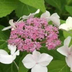 Hydrangea serrata 'Mount Dandenong'