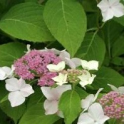 Hydrangea serrata 'Mount Dandenong'