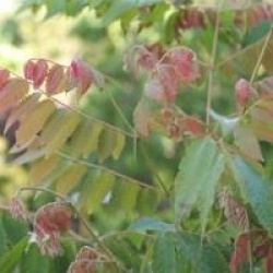Koelreuteria paniculata