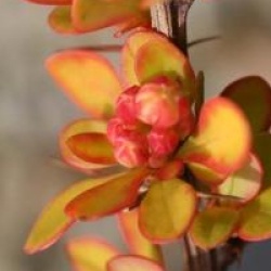 Berberis thunbergii 'Diabolicum'