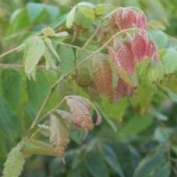 Koelreuteria paniculata