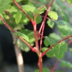 Koelreuteria paniculata 'Coral Sun'